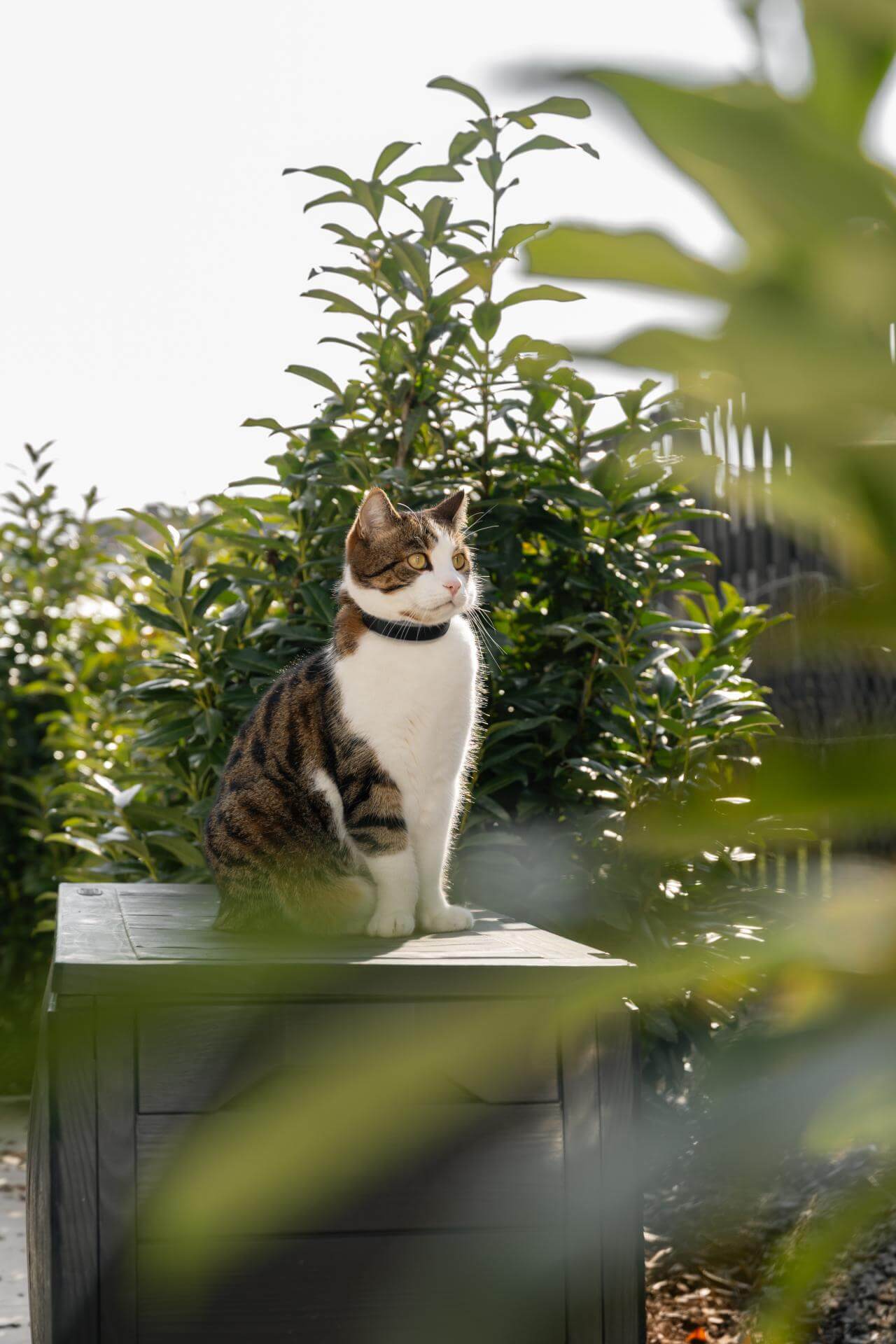 cat outside wearing the tractive gps cat tracker collar