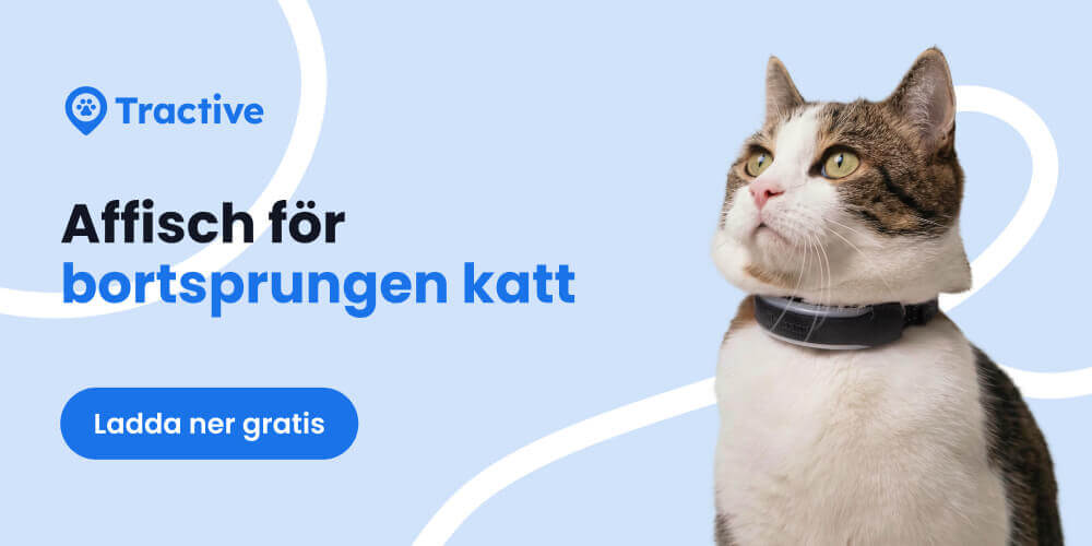 Banner, ladda ner kostnadsfri mall till affisch för bortsprungen katt från Tractive