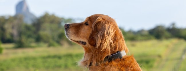 A dog wearing a Tractive GPS tracker