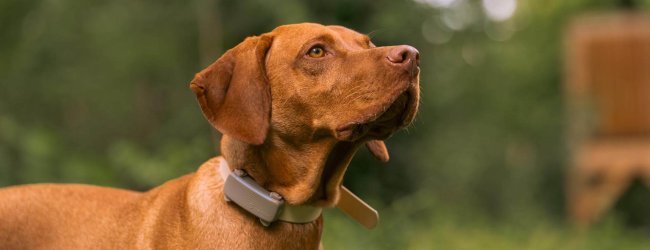 brown dog outside wearing a brown tractive smart dog gps tracker collar