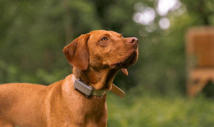 Bruine hond buiten met een bruine slimme Tractive GPS-tracker aan de halsband