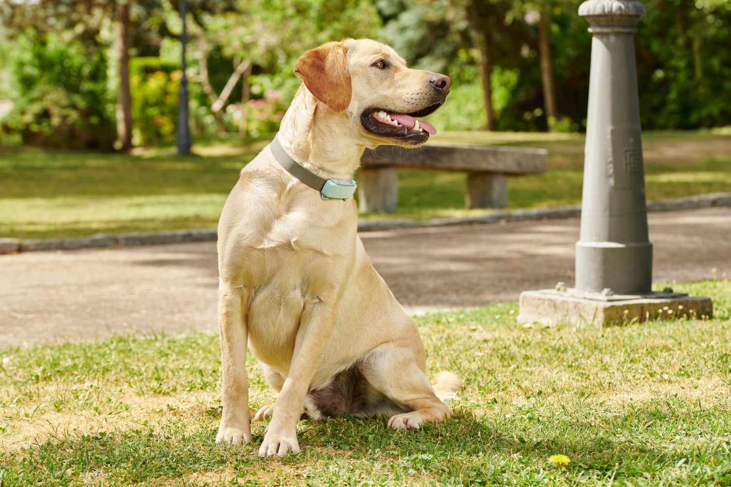 Votre chien respire vite ? Quand fautil s’inquiéter (ou pas) Tractive — free download