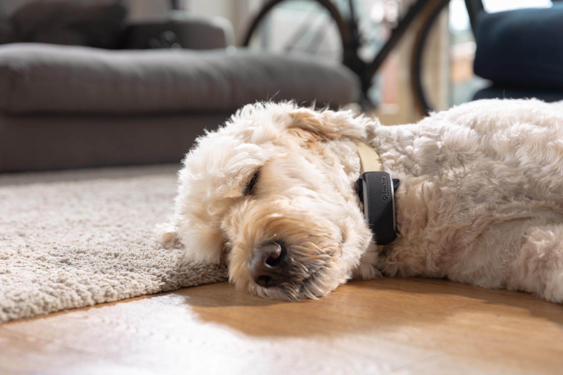 9 Schlafpositionen bei Hunden und ihre Bedeutung | Tractive