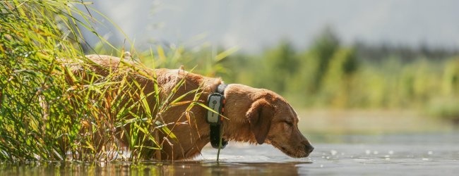 Dog at the lake drinking water