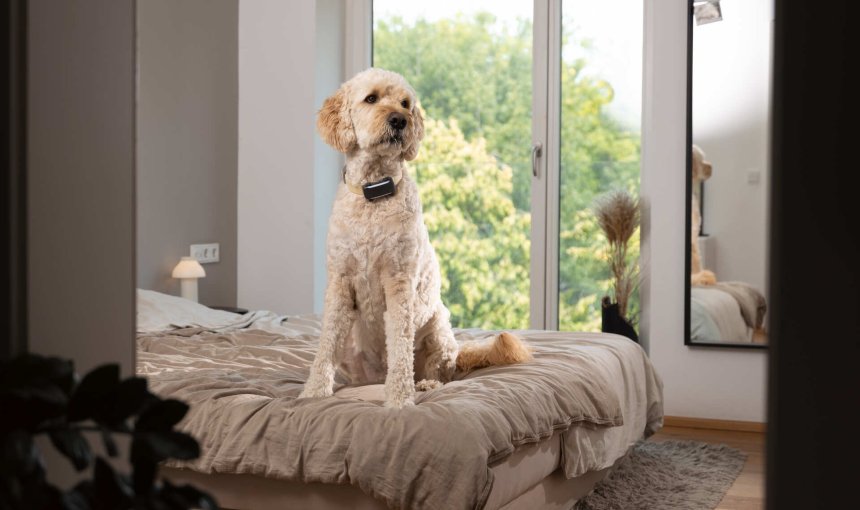 A dog wearing a Tractive GPS & Health tracker