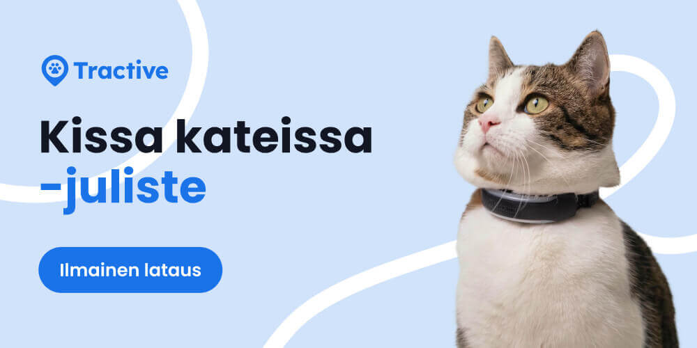 Kissa kateissa -julisteen ilmainen lataus