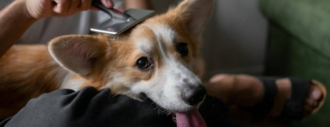 Hund sitzt auf dem Schoß eines Mannes und wird gebürstet