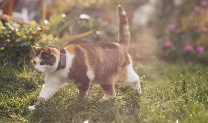 A cat wearing a Tractive GPS tracker