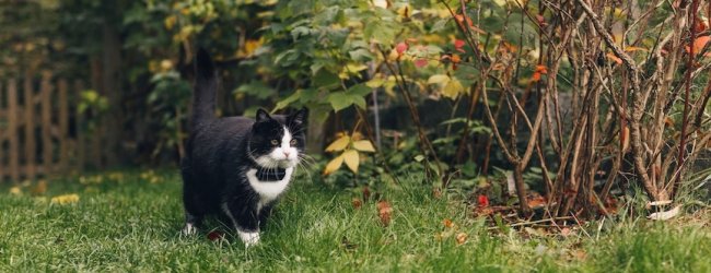 Cat walking in the grass wearing a tracker