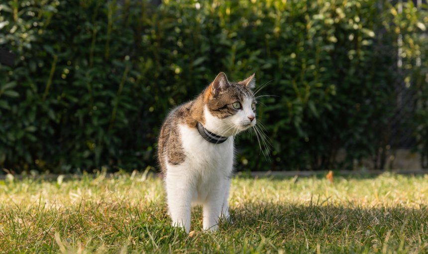 Cat wearing gps tracker walking in the grass