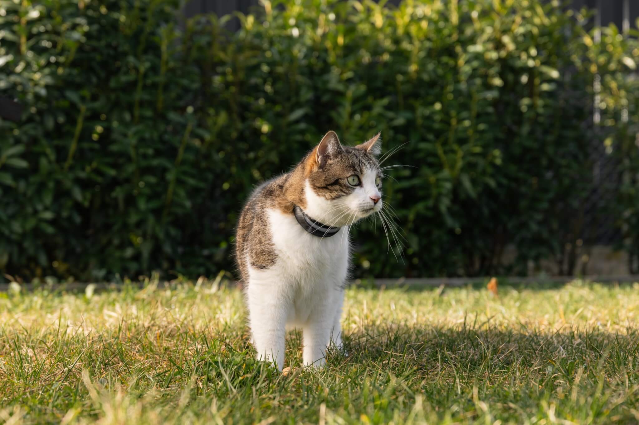 Cat wearing gps tracker walking in the grass