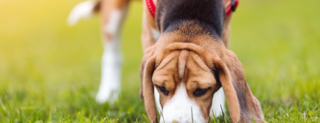 Junger Beagle frisst etwas im Gras