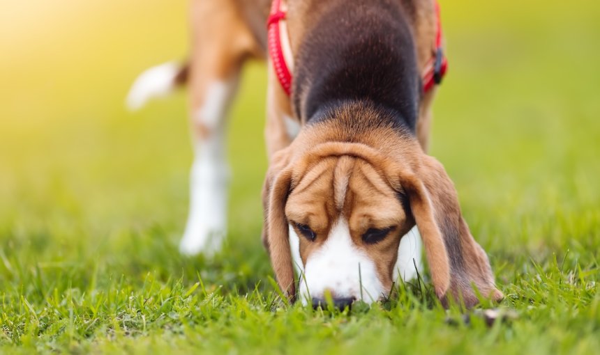 Junger Beagle frisst etwas im Gras