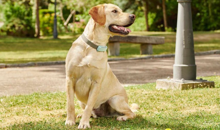 En hund som bär en Tractive GPS & Hälsospårare