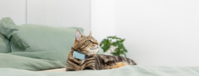 A cat wearing a Tractive GPS & Health tracker