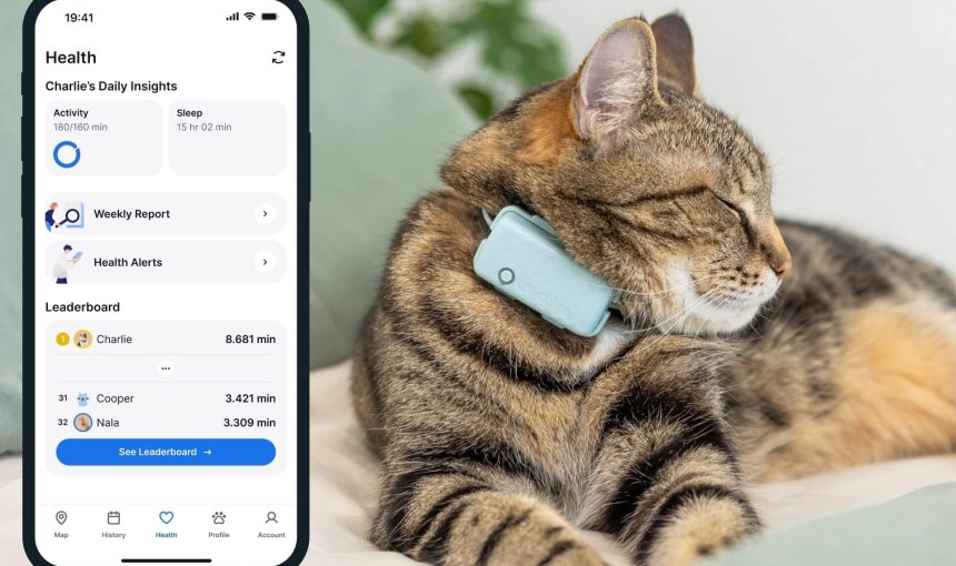 A cat's Health Monitoring data on the Tractive mobile app