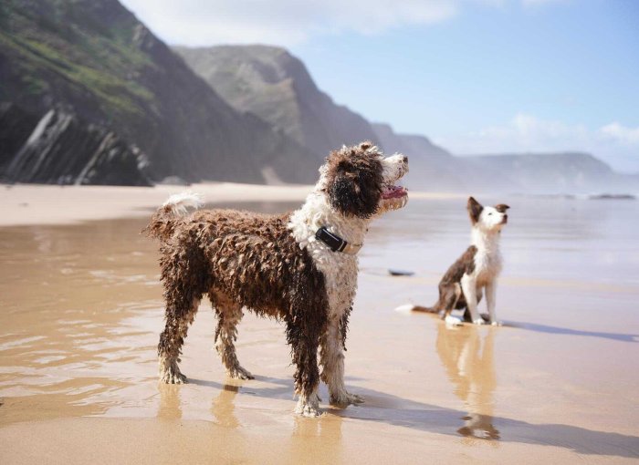 Zwei Hunde tragen den Tractive Tracker am Strand