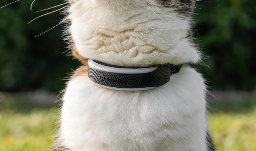 cat wearing tractive gps cat tracker