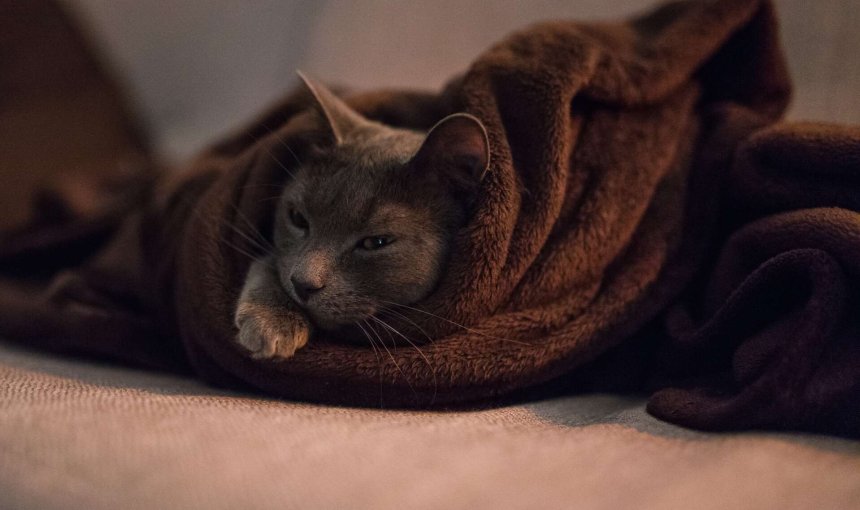 A cat wrapped in a brown blanket