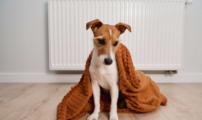 A dog shaking under a blanket in front of a heater