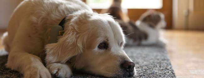 Hund liegt auf einer Matte mit Katzen im Hintergrund