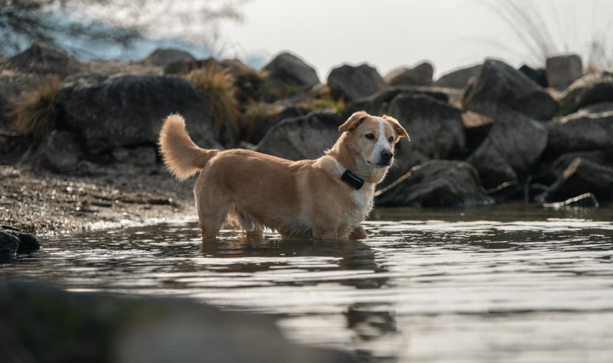 A dog wearing a Tractive GPS & Health tracker in the water