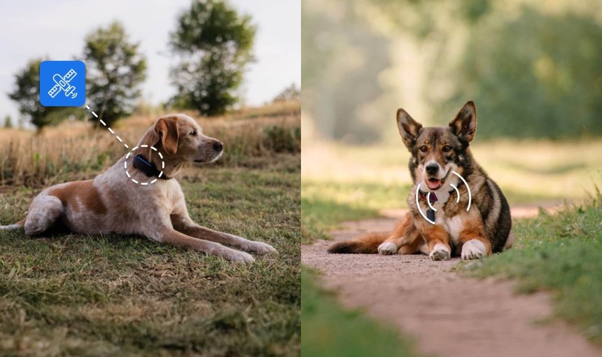 two dogs sitting outside, one wearing a GPS pet tracker, the other wearing a RF radiofrequency tracker for pets