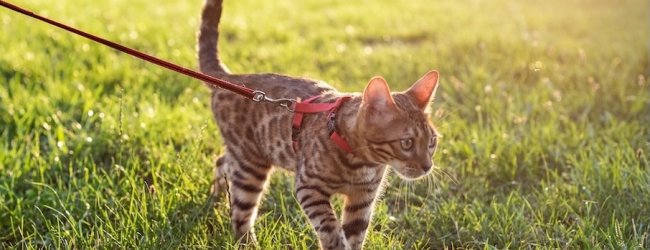 cat walking on a leash in the grass