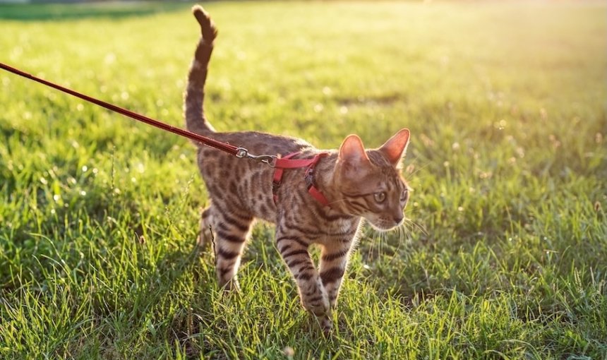 cat walking on a leash in the grass