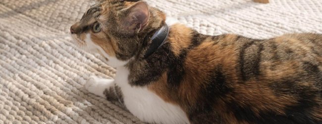 Katze auf Teppich trägt Tractive GPS Tracker English