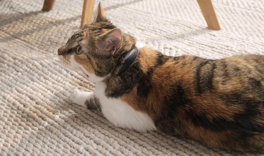 Katze auf Teppich trägt Tractive GPS Tracker