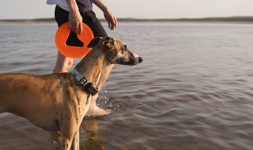 Whippet trägt einen Tractive GPS tracker