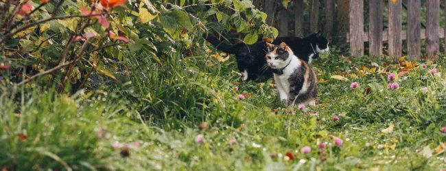 Ein Paar Katzen trägt Tractive GPS Tracker in einem Garten.