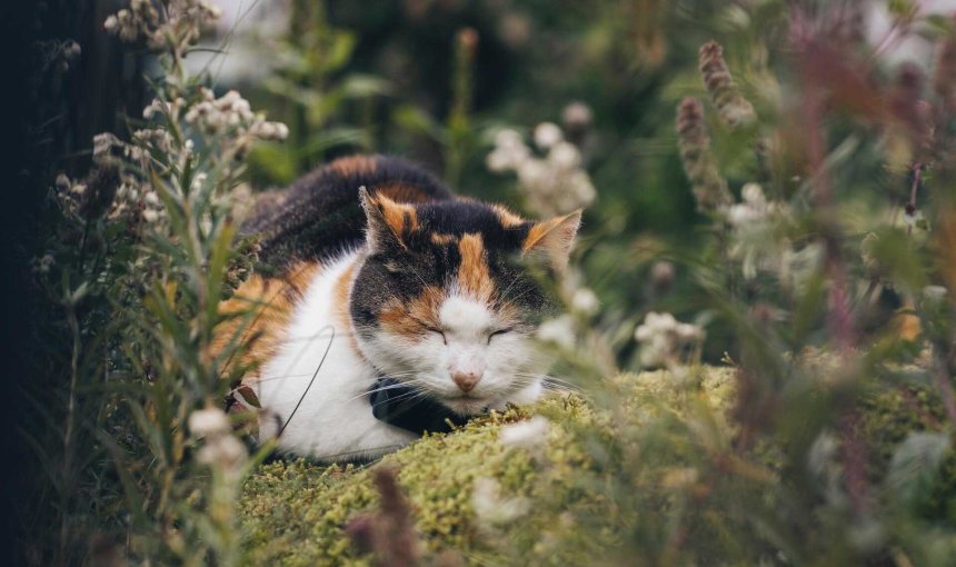 A cat wearing a Tractive GPS & Health tracker