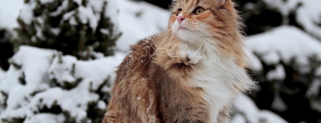 A norwegian forest cat playing in deep snow