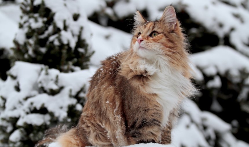 A norwegian forest cat playing in deep snow