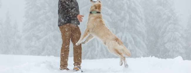 Hund springt und frisst Schnee