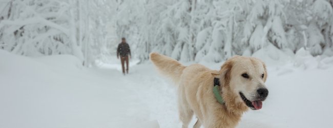 Hund spaziert mit Tracker durch den Schnee