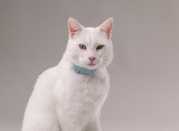 white cat wearing a light blue tractive cat tracker and respiratory rate monitor for pets