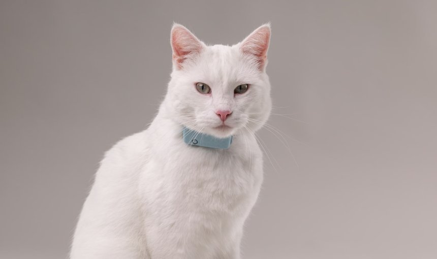 white cat wearing a light blue tractive cat tracker and respiratory rate monitor for pets