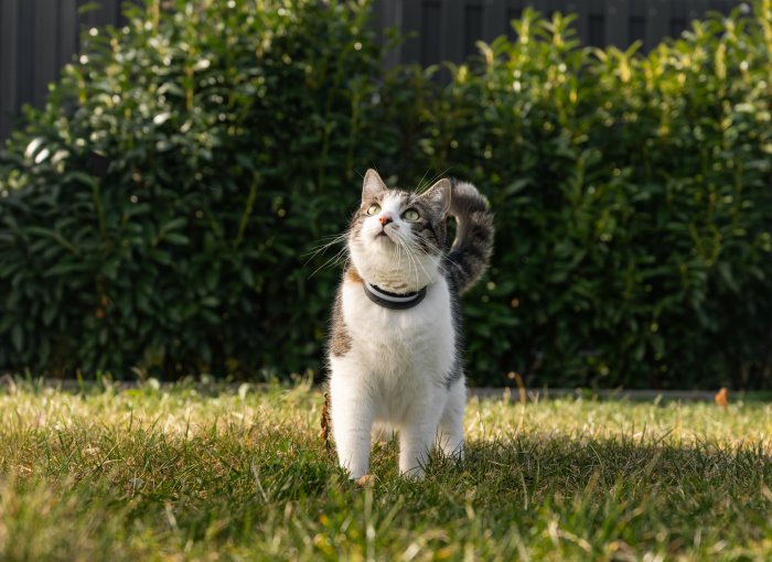 Katze trägt Tractive Cat 6 auf einer Wiese