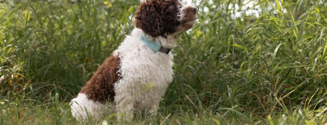 Medium dog breed (Spanish Waterdog) wearing Tractive GPS Dog Tracker sitting outside in grass