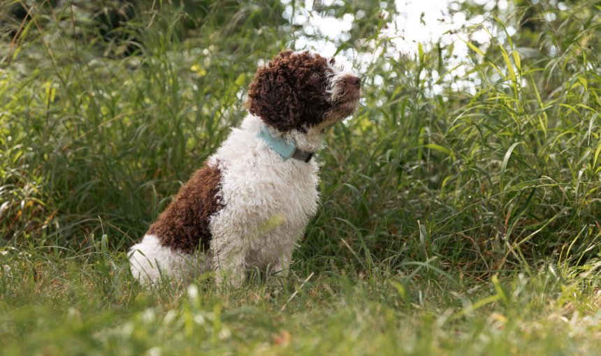 Medium dog breed (Spanish Waterdog) wearing Tractive GPS Dog Tracker sitting outside in grass