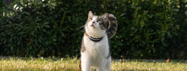 gato en césped con localizador