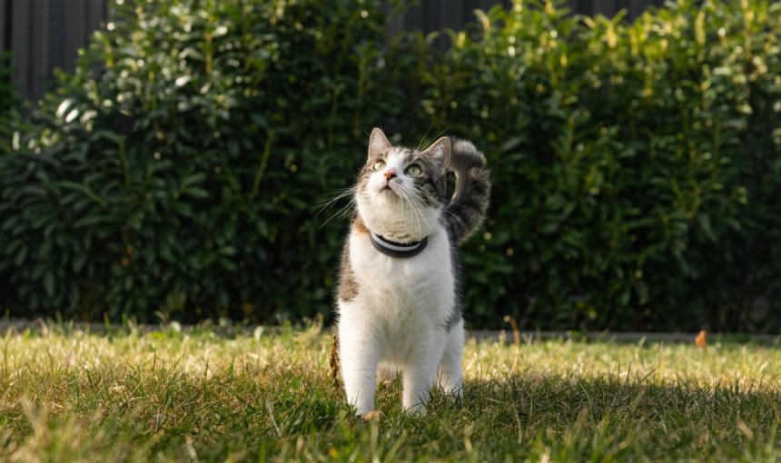gato en césped con localizador