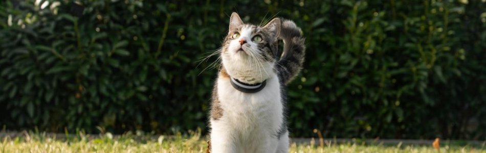 cat with tracker on the grass
