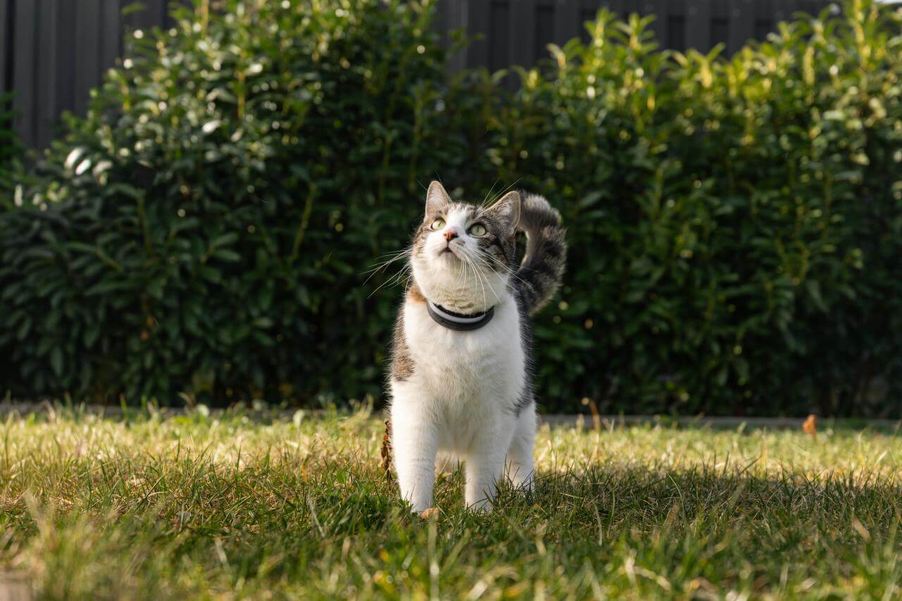 gato en césped con localizador