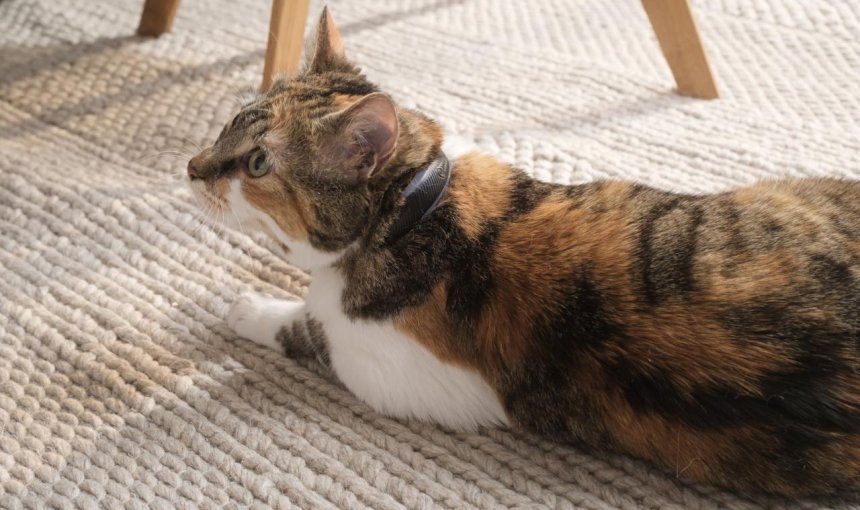 Katze liegt auf einem Teppich und trägt Tractive GPS Tracker für Katzen