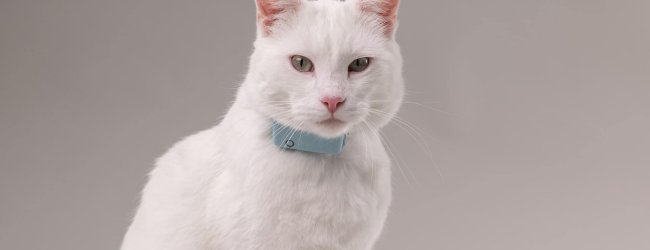 Chat blanc équipé d'un collier Tractive avec moniteur de fréquence respiratoire.