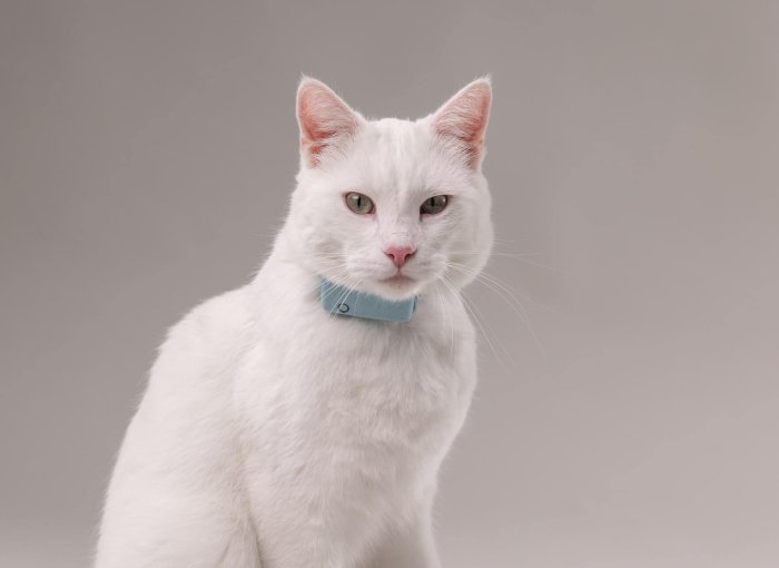 Chat blanc équipé d'un collier Tractive avec moniteur de fréquence respiratoire.